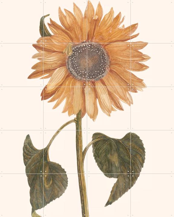 Tournesol - Zonnebloem