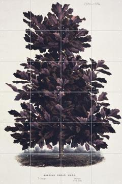 'Oak Tree' van Artist unknown & Natural History Museum