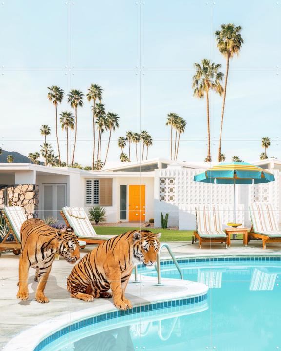 Tigers at the Pool