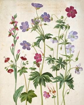 'Watercolour' van Johann Jakob Walther & Victoria and Albert Museum