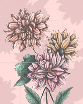 'Pink Dahlias' par Cecilia Battaini