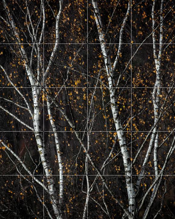 Birch Trees Dark