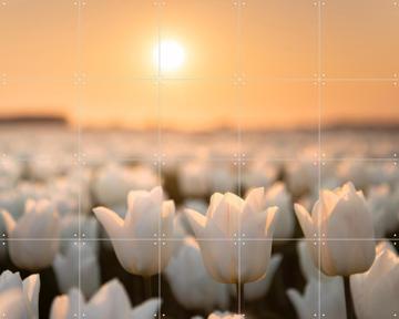 'Tulip Dreams' par Claire Droppert