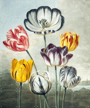 IXXI - Tulips by Robert John Thornton & Natural History Museum
