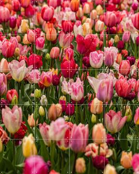 'Keukenhof' par Margriet Hulsker