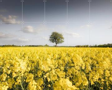 'Golden Field Morning' par Claire Droppert