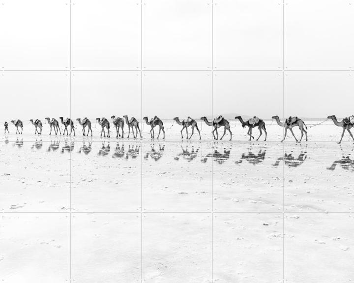 Salt Transport with Camels