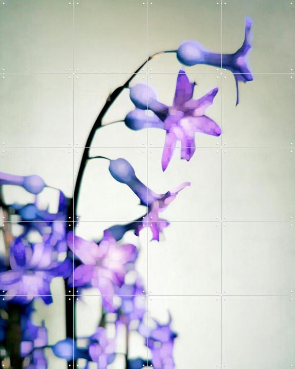 Hyacinth