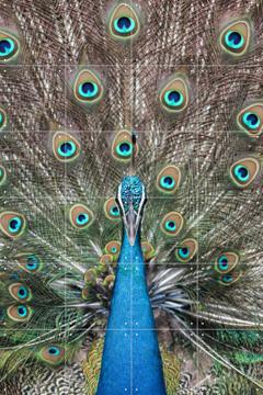 IXXI - Peacock in India by Photolovers 