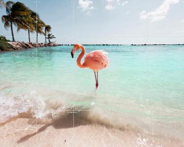 'Flamingo Series Crystal Clear' by Claire Droppert