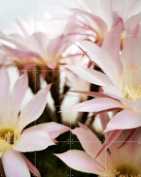 'Belle de Jour' von Angelo Cerantola