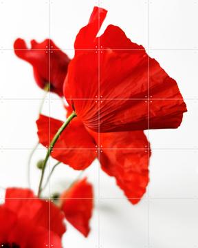 'Poppies' von Angelo Cerantola