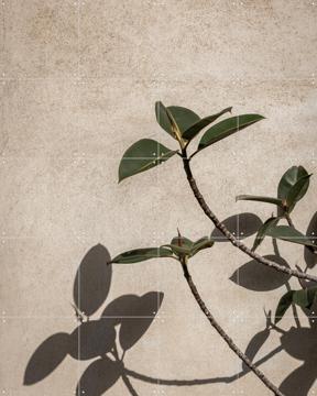 'Shadow of Plant' par Photolovers