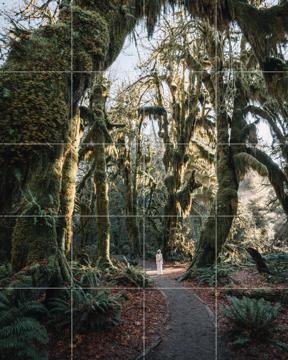 'Rainforest' von Tristan Zhou