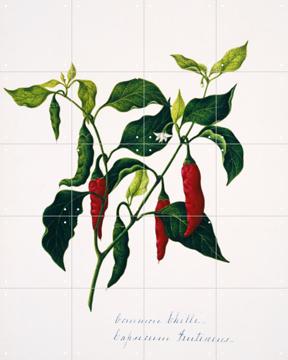 IXXI - Common Chilli by Natural History Museum & Natural History Museum