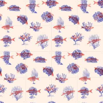 'Where they belong Fish & Corals' by Florent Bodart