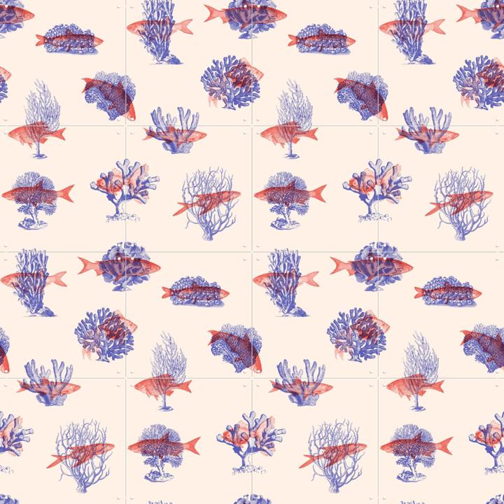 Where they belong Fish & Corals