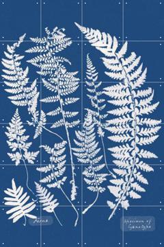 IXXI - Specimen of Cyanotype - Ferns by Aster Edition 