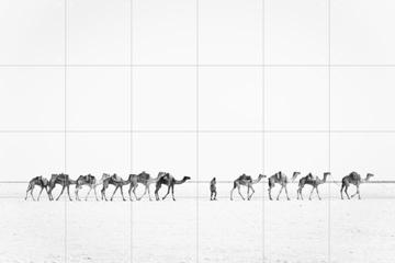 IXXI - Camel Caravan by Photolovers 