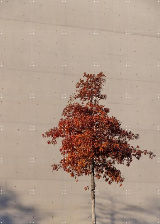 One Autumn Tree