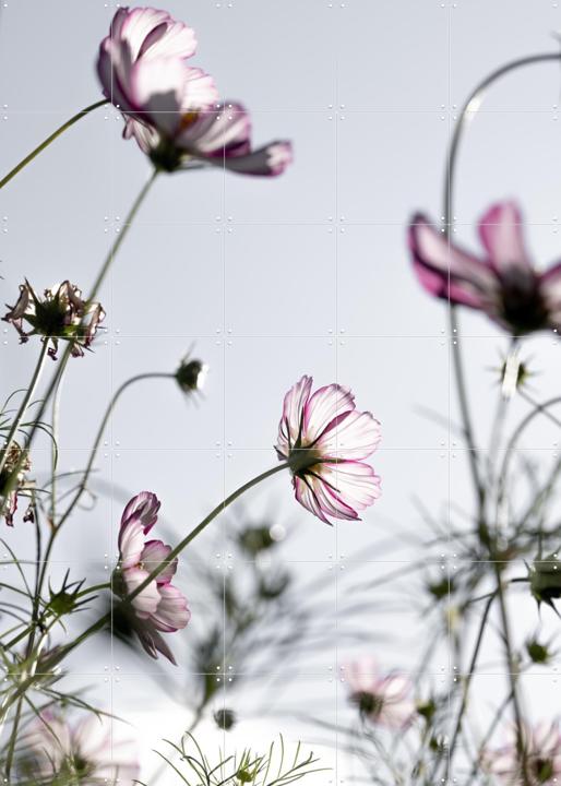 Wild Flowers