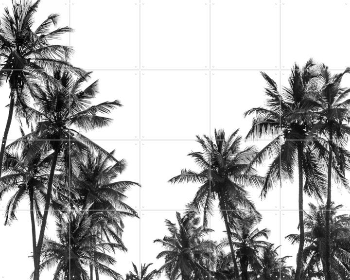 Palm Trees in Africa