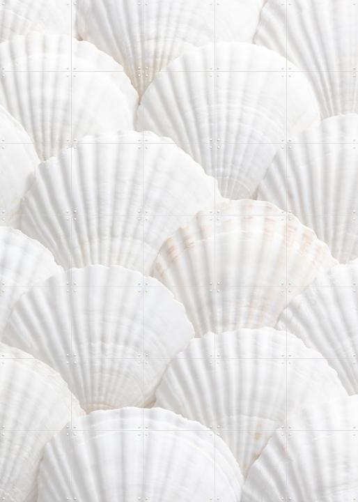 Seashell Symphony