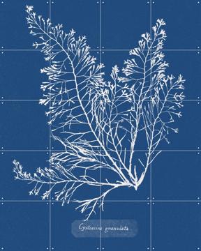 'Cystoseira Granulata Fern' par Aster Edition