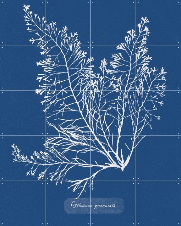 Cystoseira Granulata Fern