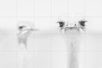 'Funny Ostrich' par Carlo Tonti & 1X