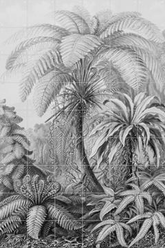 'Ferns' von Ernst Haeckel & Victoria and Albert Museum