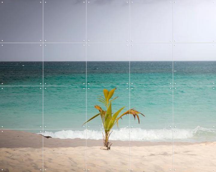 Lonely Palm On Quiet Tropical Beach