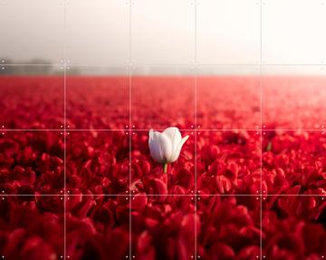 'Dutch Rebels Purist' by Claire Droppert