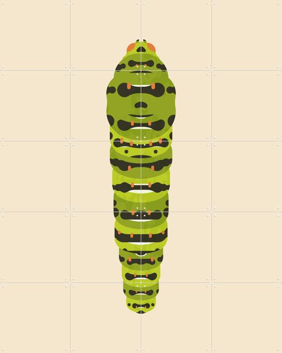 The Queen Page Caterpillar