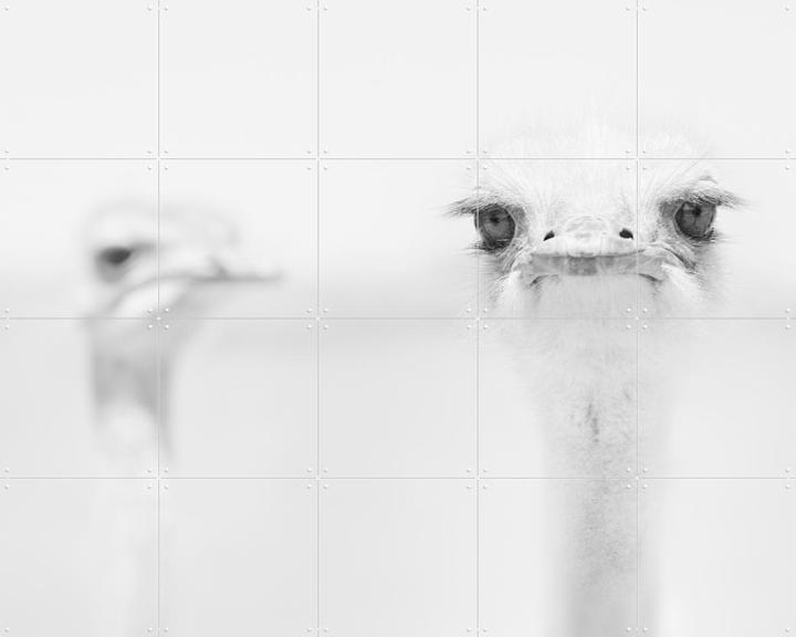 Funny Ostrich