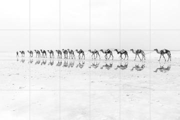 IXXI - Salt Transport with Camels by Photolovers 