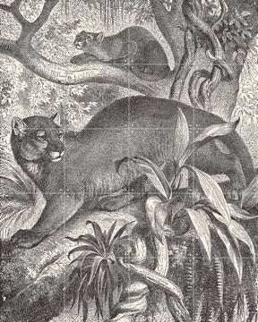 'Puma and baby puma' van Aster Edition