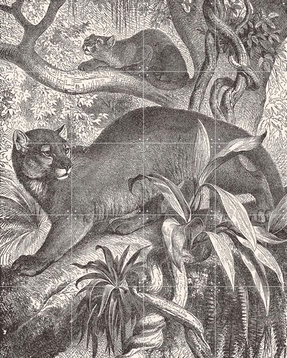 Puma and baby puma
