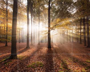 'Autumn in the Forest' by Claire Droppert