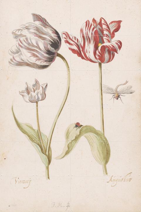 Two Tulips with Insects