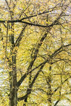 'Yellow Autumn Trees' van Photolovers