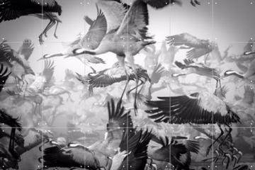 'Bird Migration' van Ido Meirovich & 1X