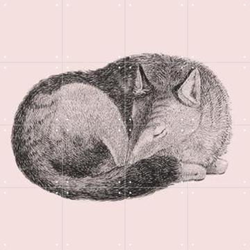 'Sleeping Fox pink' von IXXI