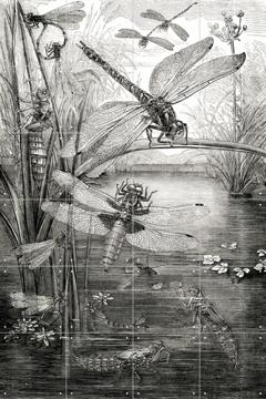'Dragonflies' van Naturalis