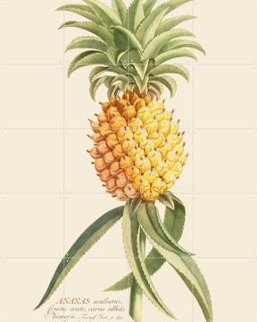 'Ananas 2' van Aster Edition