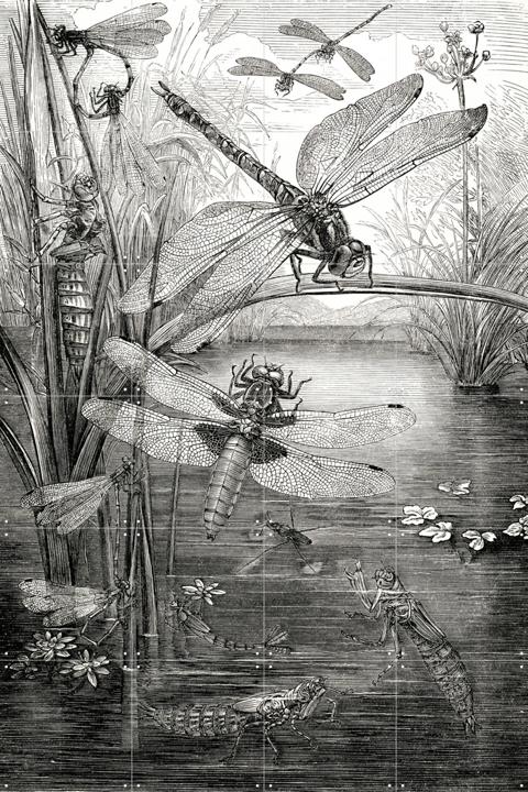 Dragonflies