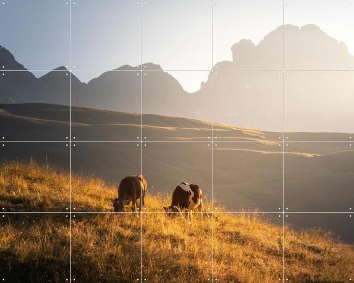 Trentino Cows in the Dolomites