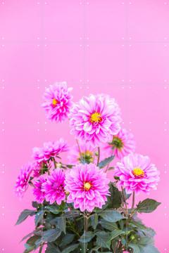 'Flowers in Pink' van Pati Photography