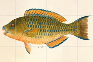 IXXI - Green Fish door John Reeves & Natural History Museum