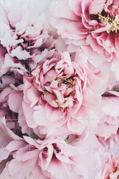 'Pink Peonies Flowers' van Ingrid Beddoes